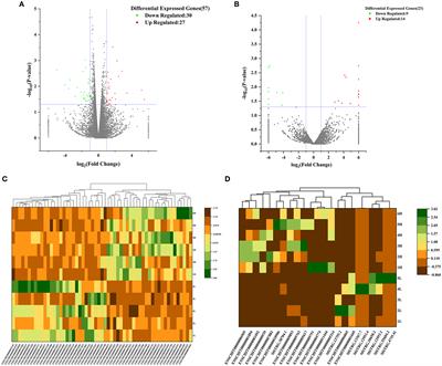 Transcriptome analysis reveals mRNAs and long non-coding RNAs associated with fecundity in the hypothalamus of high-and low-fecundity goat